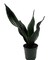 Whitney Snake Plant - Sansevieria - Impossible to kill! - 4" Pot